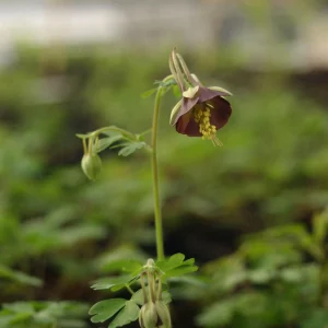 Chocolate Soldier Columbine Seeds - Rare Maroon Aquilegia Viridiflora - 25 Seeds - Image 10