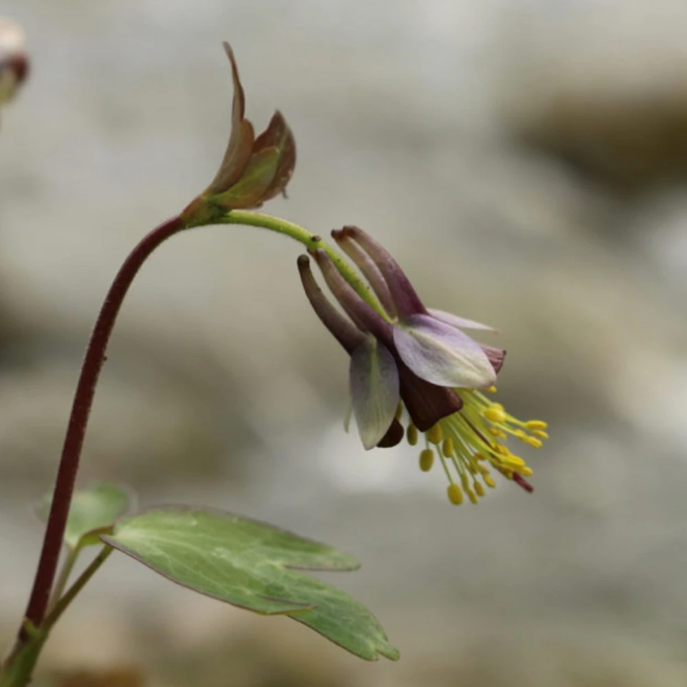 Chocolate Soldier Columbine Seeds - Rare Maroon Aquilegia Viridiflora - 25 Seeds - Image 11