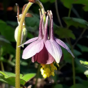 Chocolate Soldier Columbine Seeds - Rare Maroon Aquilegia Viridiflora - 25 Seeds - Image 12