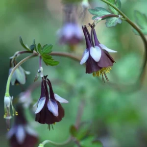 Chocolate Soldier Columbine Seeds - Rare Maroon Aquilegia Viridiflora - 25 Seeds - Image 13