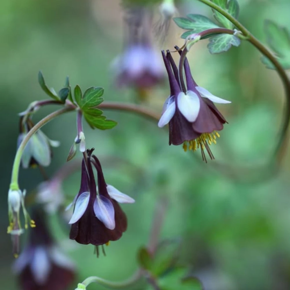 Chocolate Soldier Columbine Seeds - Rare Maroon Aquilegia Viridiflora - 25 Seeds - Image 13