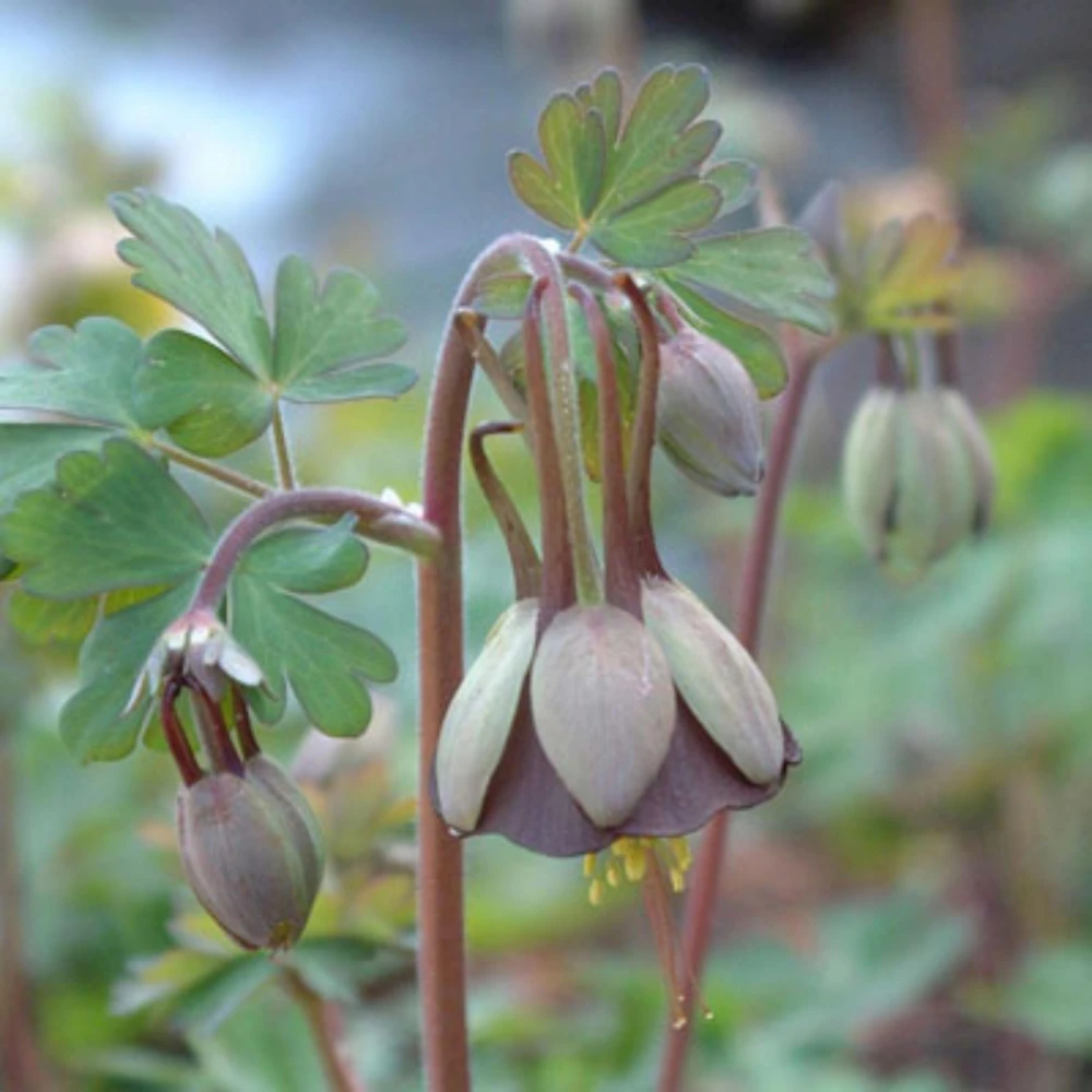 Chocolate Soldier Columbine Seeds - Rare Maroon Aquilegia Viridiflora - 25 Seeds - Image 2