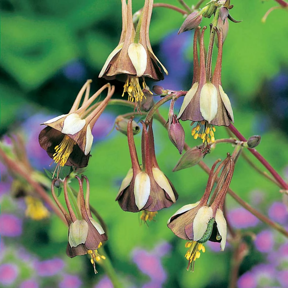 Chocolate Soldier Columbine Seeds - Rare Maroon Aquilegia Viridiflora - 25 Seeds - Image 3