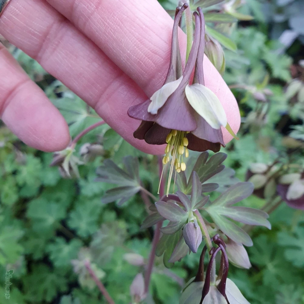 Chocolate Soldier Columbine Seeds - Rare Maroon Aquilegia Viridiflora - 25 Seeds - Image 4