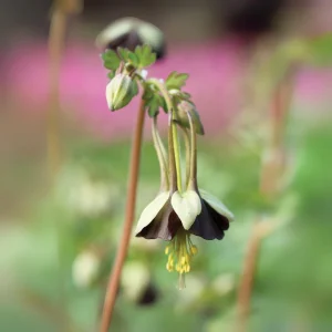 Chocolate Soldier Columbine Seeds - Rare Maroon Aquilegia Viridiflora - 25 Seeds - Image 5