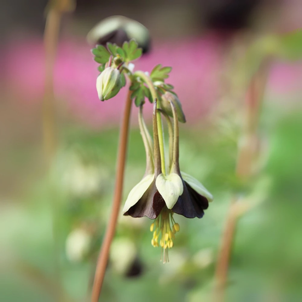 Chocolate Soldier Columbine Seeds - Rare Maroon Aquilegia Viridiflora - 25 Seeds - Image 5