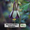 Chocolate Soldier Columbine Seeds - Rare Maroon Aquilegia Viridiflora - 25 Seeds - Image 1