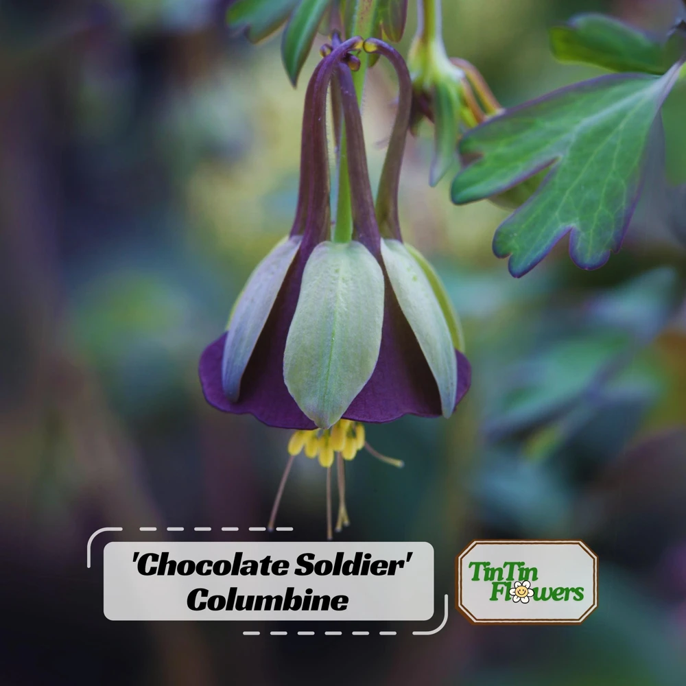 Chocolate Soldier Columbine Seeds - Rare Maroon Aquilegia Viridiflora - 25 Seeds - Image 1