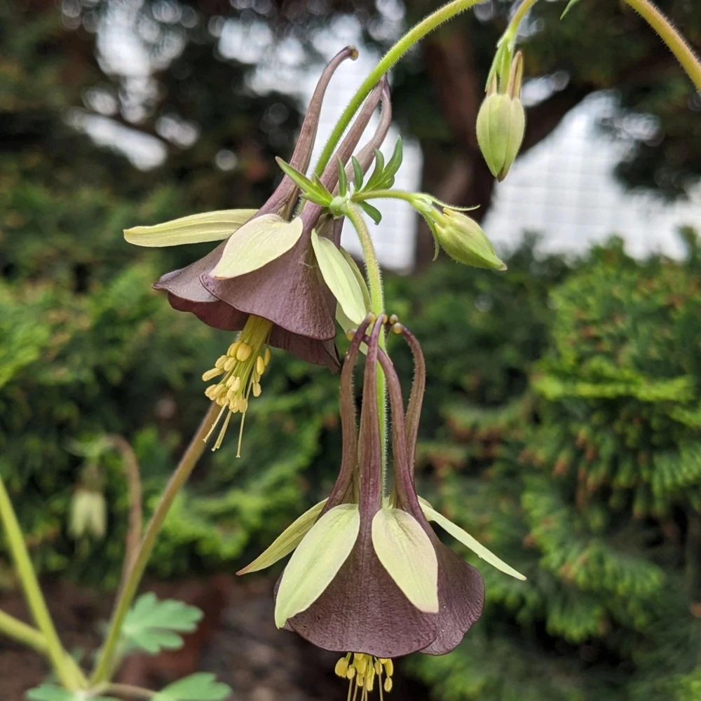 Chocolate Soldier Columbine Seeds - Rare Maroon Aquilegia Viridiflora - 25 Seeds - Image 7