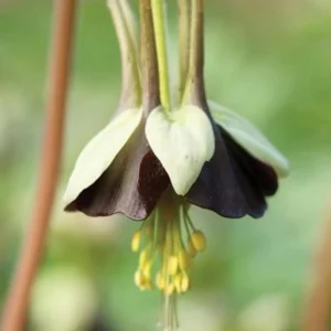 Chocolate Soldier Columbine Seeds - Rare Maroon Aquilegia Viridiflora - 25 Seeds - Image 8