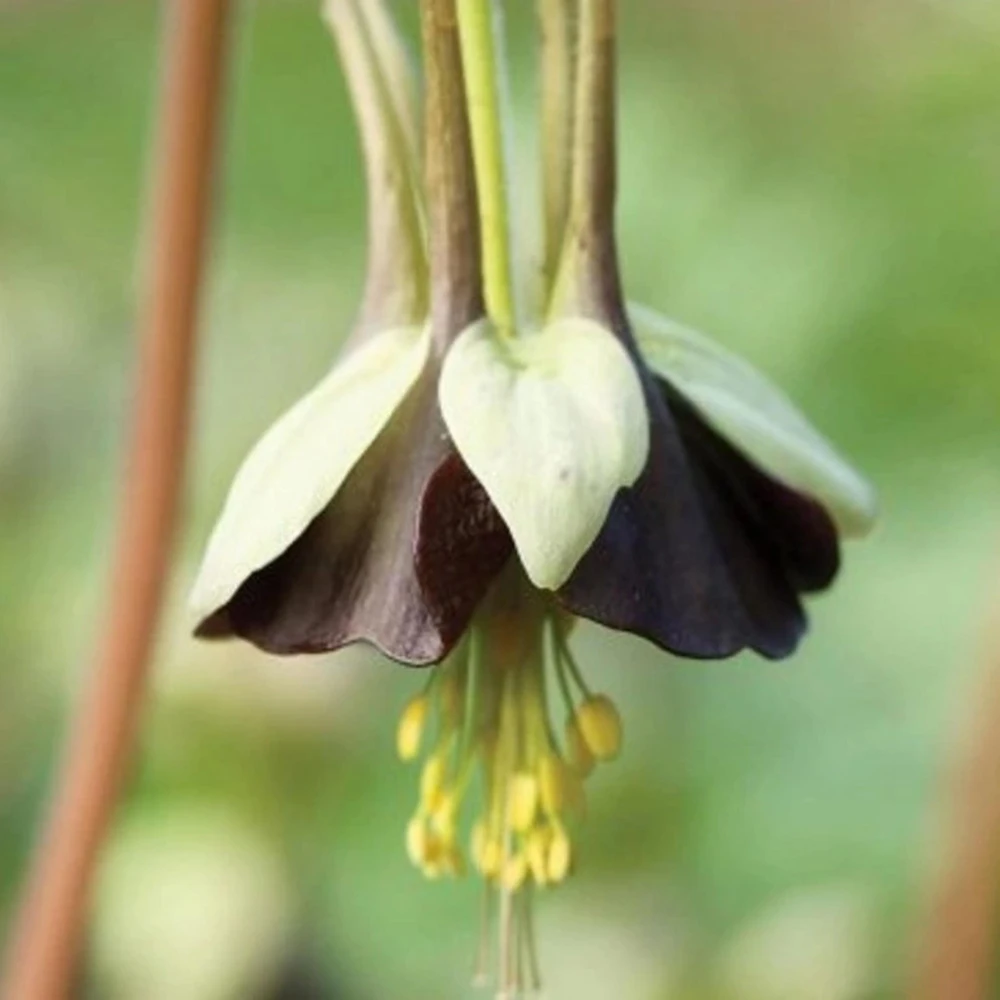 Chocolate Soldier Columbine Seeds - Rare Maroon Aquilegia Viridiflora - 25 Seeds - Image 8