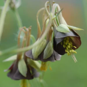 Chocolate Soldier Columbine Seeds - Rare Maroon Aquilegia Viridiflora - 25 Seeds - Image 9