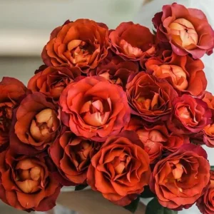 Coffee Break Rose Seeds - Perennial Flower Seeds - 30 Seeds - Image 10