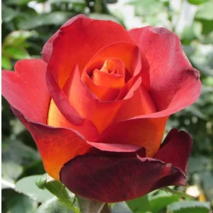 Coffee Break Rose Seeds - Perennial Flower Seeds - 30 Seeds - Image 11
