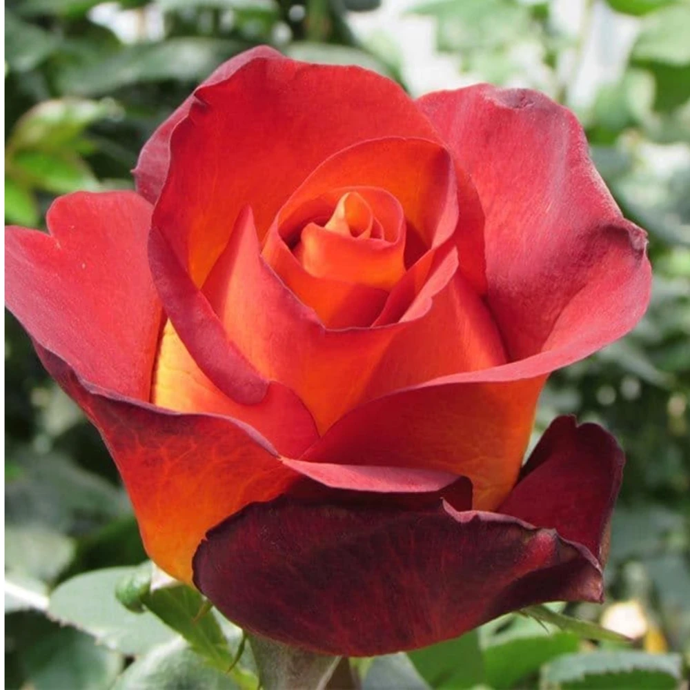 Coffee Break Rose Seeds - Perennial Flower Seeds - 30 Seeds - Image 11