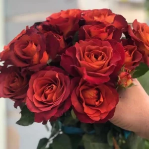 Coffee Break Rose Seeds - Perennial Flower Seeds - 30 Seeds - Image 12
