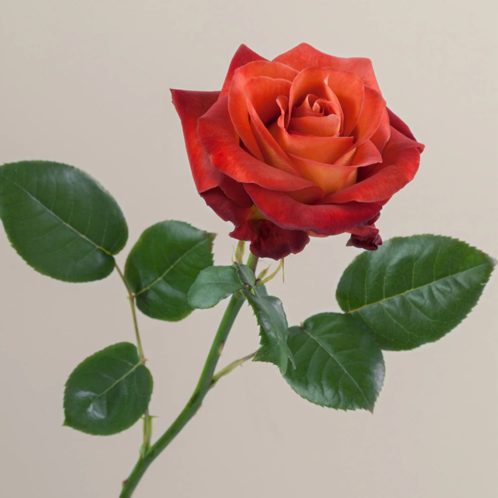 Coffee Break Rose Seeds - Perennial Flower Seeds - 30 Seeds - Image 13