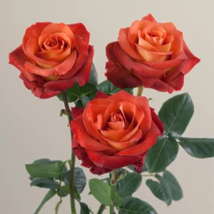 Coffee Break Rose Seeds - Perennial Flower Seeds - 30 Seeds - Image 14