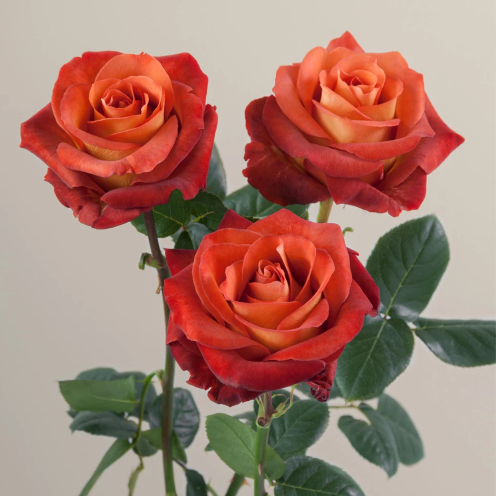 Coffee Break Rose Seeds - Perennial Flower Seeds - 30 Seeds - Image 14