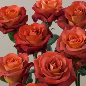 Coffee Break Rose Seeds - Perennial Flower Seeds - 30 Seeds - Image 15