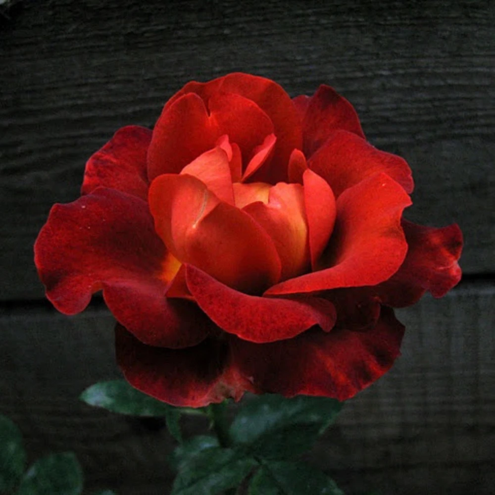 Coffee Break Rose Seeds - Perennial Flower Seeds - 30 Seeds - Image 16