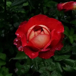 Coffee Break Rose Seeds - Perennial Flower Seeds - 30 Seeds - Image 17
