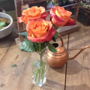 Coffee Break Rose Seeds - Perennial Flower Seeds - 30 Seeds - Image 2