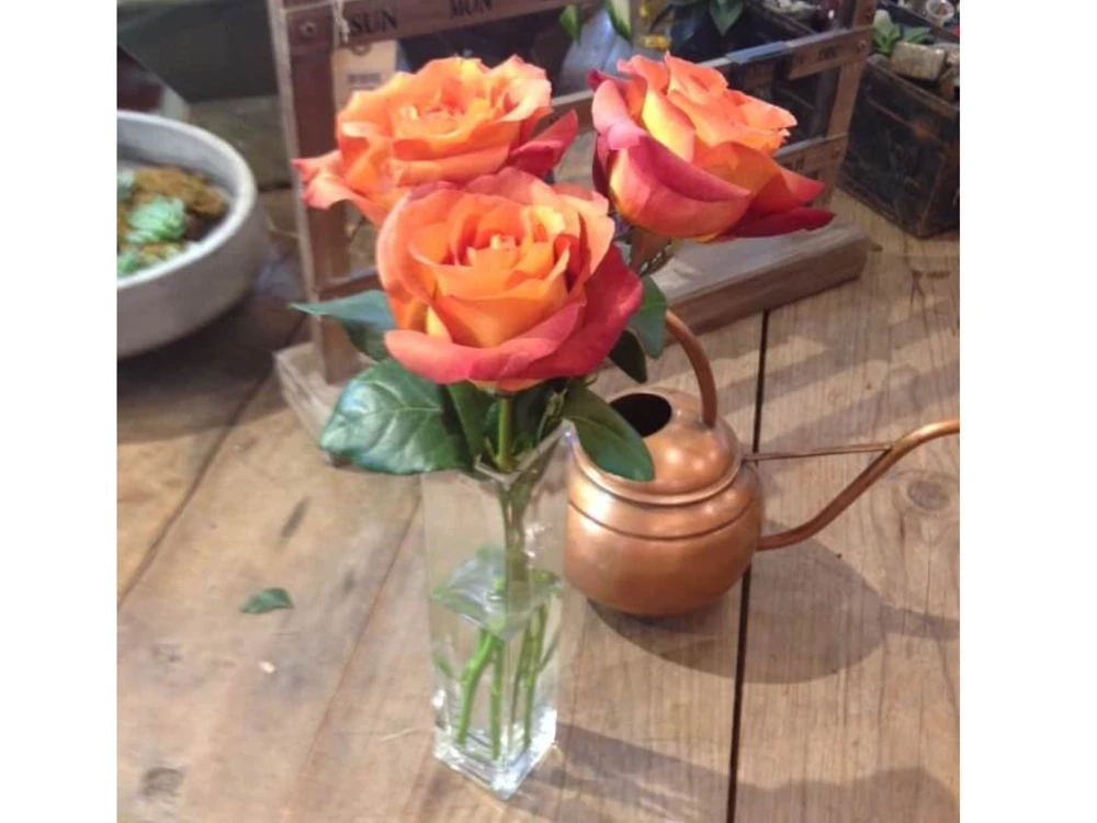 Coffee Break Rose Seeds - Perennial Flower Seeds - 30 Seeds - Image 2