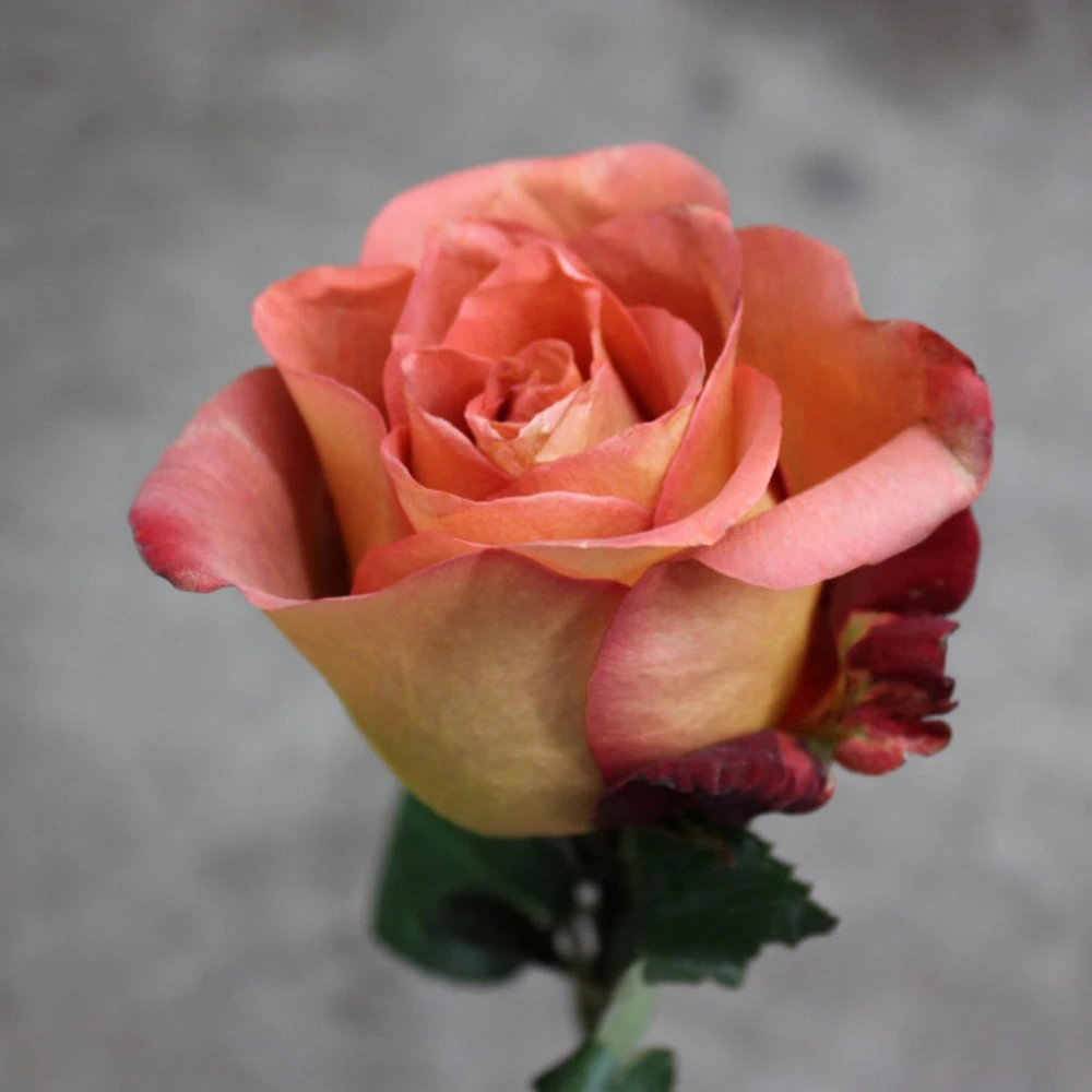 Coffee Break Rose Seeds - Perennial Flower Seeds - 30 Seeds - Image 3