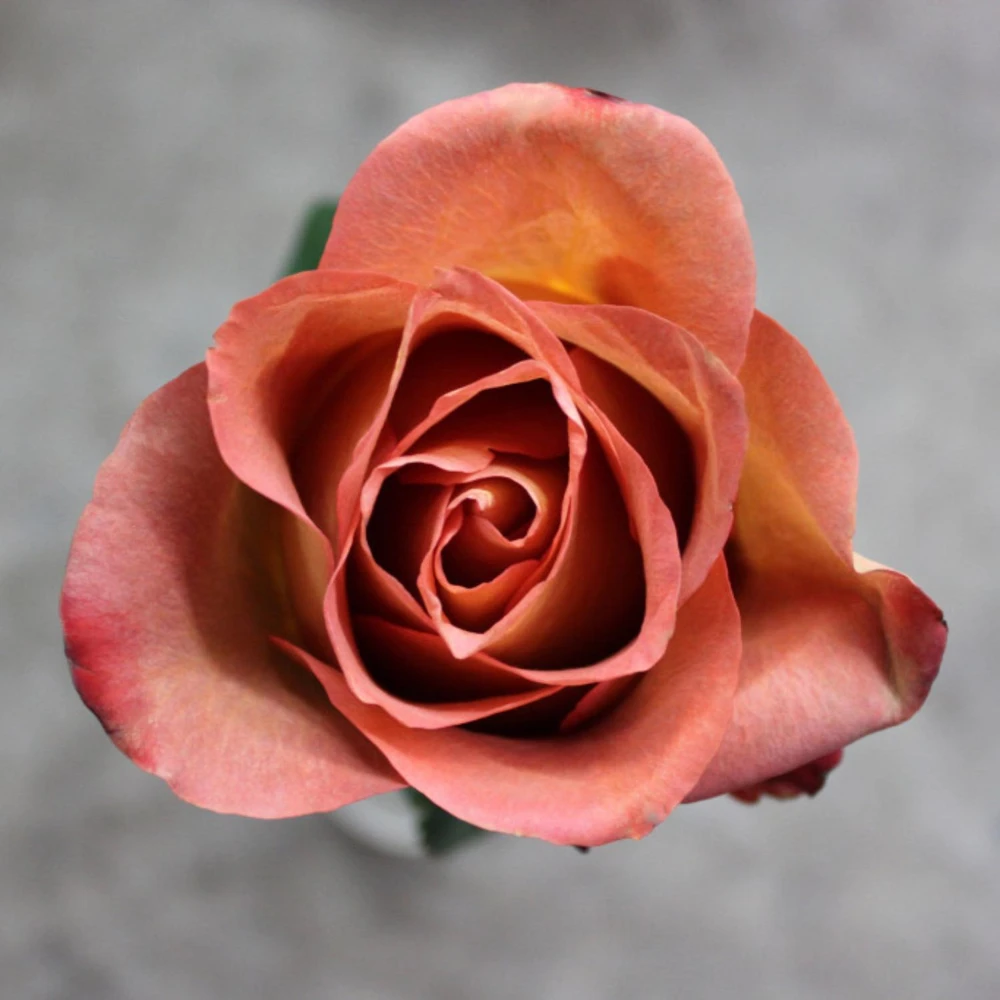 Coffee Break Rose Seeds - Perennial Flower Seeds - 30 Seeds - Image 4