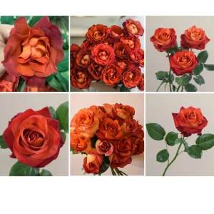 Coffee Break Rose Seeds - Perennial Flower Seeds - 30 Seeds - Image 5
