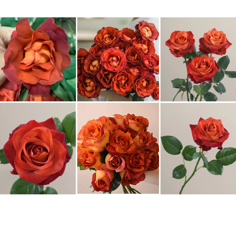 Coffee Break Rose Seeds - Perennial Flower Seeds - 30 Seeds - Image 5
