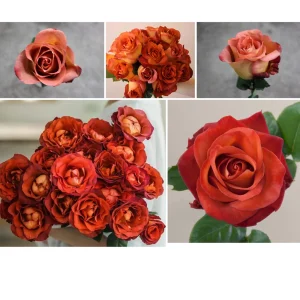 Coffee Break Rose Seeds - Perennial Flower Seeds - 30 Seeds - Image 6