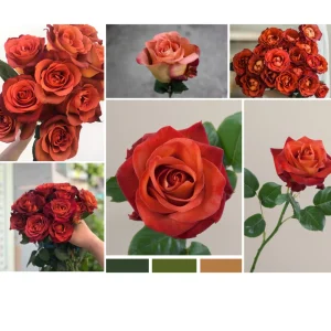 Coffee Break Rose Seeds - Perennial Flower Seeds - 30 Seeds - Image 7