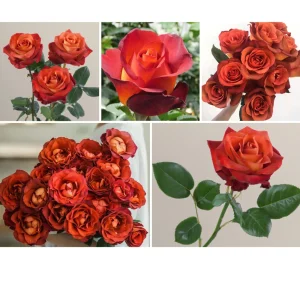 Coffee Break Rose Seeds - Perennial Flower Seeds - 30 Seeds - Image 8