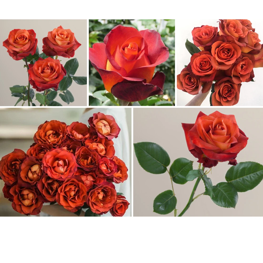 Coffee Break Rose Seeds - Perennial Flower Seeds - 30 Seeds - Image 8
