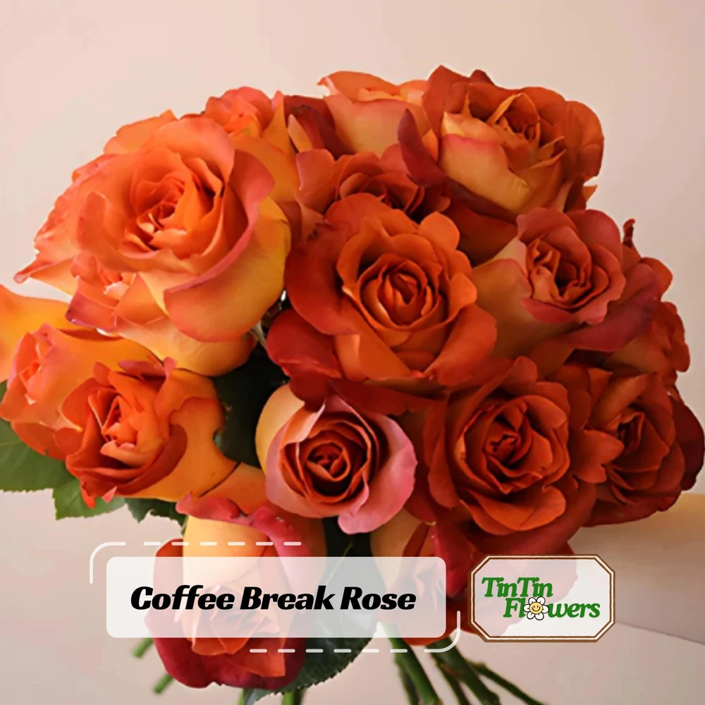 Coffee Break Rose Seeds - Perennial Flower Seeds - 30 Seeds - Image 1