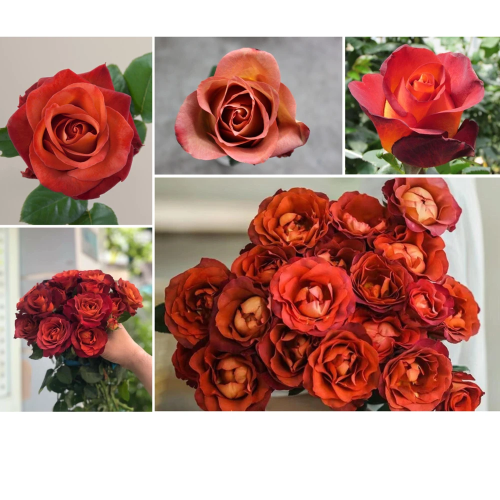 Coffee Break Rose Seeds - Perennial Flower Seeds - 30 Seeds - Image 9