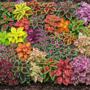Coleus Mixed Colors Seeds - 20 Seeds Heirloom Foliage Plant - Vibrant Multicolor Leaves for Shade Gardens - Image 10