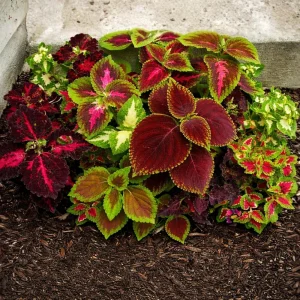 Coleus Mixed Colors Seeds - 20 Seeds Heirloom Foliage Plant - Vibrant Multicolor Leaves for Shade Gardens - Image 11