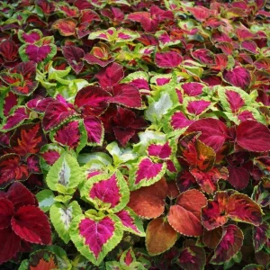Coleus Mixed Colors Seeds - 20 Seeds Heirloom Foliage Plant - Vibrant Multicolor Leaves for Shade Gardens - Image 12