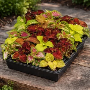 Coleus Mixed Colors Seeds - 20 Seeds Heirloom Foliage Plant - Vibrant Multicolor Leaves for Shade Gardens - Image 2