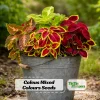 Coleus Mixed Colors Seeds - 20 Seeds Heirloom Foliage Plant - Vibrant Multicolor Leaves for Shade Gardens - Image 1