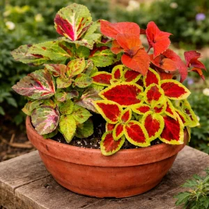 Coleus Mixed Colors Seeds - 20 Seeds Heirloom Foliage Plant - Vibrant Multicolor Leaves for Shade Gardens - Image 3