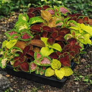 Coleus Mixed Colors Seeds - 20 Seeds Heirloom Foliage Plant - Vibrant Multicolor Leaves for Shade Gardens - Image 4