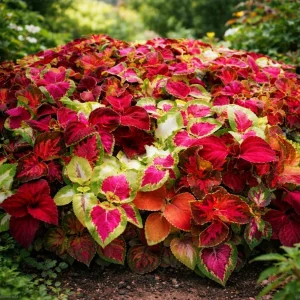 Coleus Mixed Colors Seeds - 20 Seeds Heirloom Foliage Plant - Vibrant Multicolor Leaves for Shade Gardens - Image 6