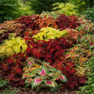 Coleus Mixed Colors Seeds - 20 Seeds Heirloom Foliage Plant - Vibrant Multicolor Leaves for Shade Gardens - Image 7