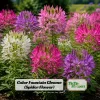 Color Fountain Cleome Seeds - Mixed Spider Flower Blooms - 20 Seeds - Image 1