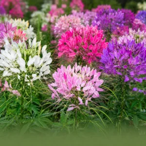 Color Fountain Cleome Seeds - Mixed Spider Flower Blooms - 20 Seeds - Image 10