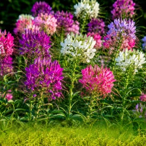 Color Fountain Cleome Seeds - Mixed Spider Flower Blooms - 20 Seeds - Image 2